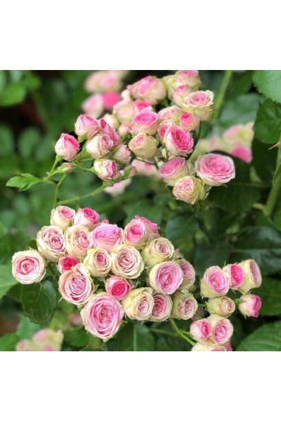 Rosa ‘Mimi Eden’